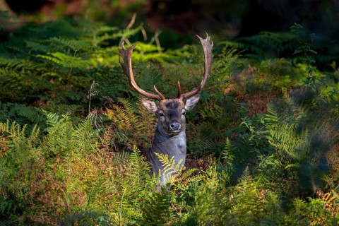 In the early evening, the fallow deer (Dama dama) leaves its daytime hide and moves to a grazing