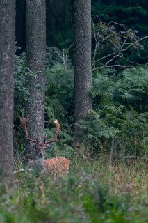The fallow deer (Dama dama) looks attentively in my direction, then disappears into the jungle of