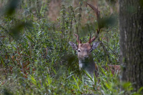 From good cover the fallow deer (Dama dama) looks at the photographer, abnormal, Feistzeit, Germany
