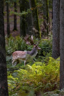 A fallow deer (Dama dama) directly in front of the main rutting site recognisable in the