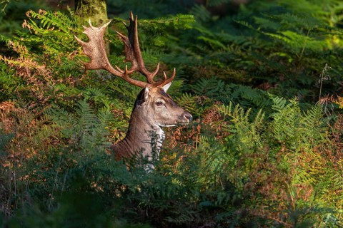 The wait was worth it, a fallow deer (Dama dama) takes advantage of a game crossing in the bracken