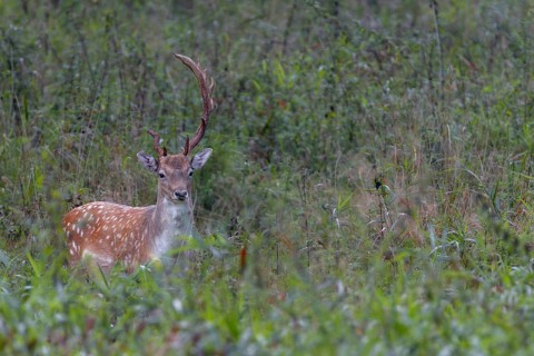 This fallow deer (Dama dama) grows interesting antlers, in technical jargon such a headdress is