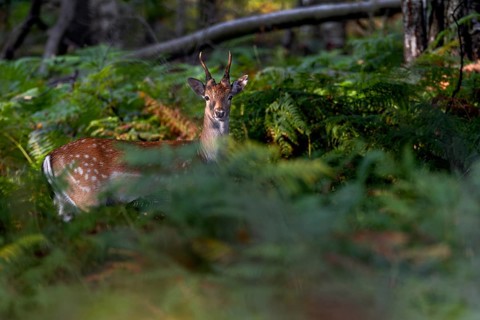 The rays of the evening sun penetrate the foliage of the beech trees, the fallow deer (Dama dama)