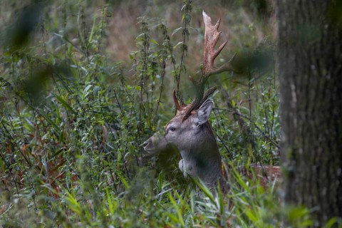 The natural forest meadow offers the fallow deer (Dama dama) good cover, abnormal, Feistzeit,