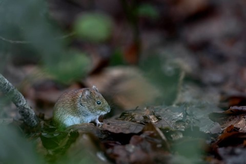 Many food scraps collect under a tit dumpling, the bank vole (Myodes glareolus) cannot resist the