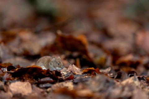 The bank vole (Myodes glareolus) with its reddish-brown fur is well camouflaged among the orange