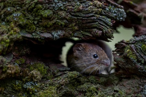 The bank vole (Myodes glareolus) looks curiously out of a tree root, vector, hantavirus, Germany