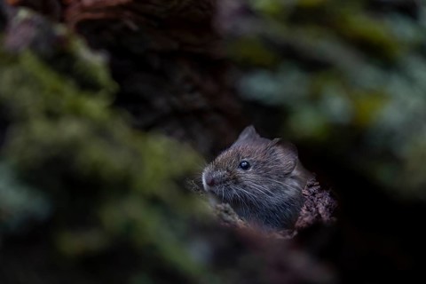 The bank vole (Myodes glareolus) looks attentively from inside the tree root, vector, hantavirus,