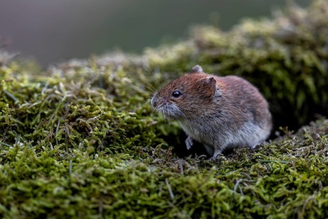 An alert bank vole (Myodes glareolus) on a moss-covered branch, vector, hantavirus, Germany