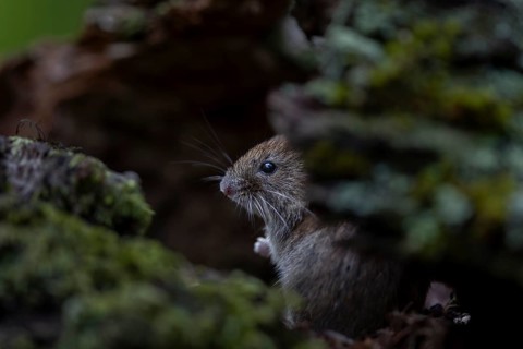 A bank vole (Myodes glareolus) searches for food in a tree root, it is also called forest vole,
