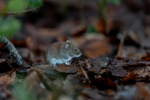 The bank vole (Myodes glareolus) waits motionless in the same place for a few seconds before