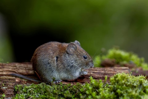 The feeding area, which was only created for small rodents, is perfectly accepted by the bank voles