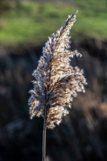 Seedhead of common reed (Phragmites communis) at a creek in winter in Ystad municipality, Skåne