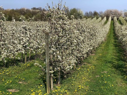 Flowering apple tree in orchard in Kivik, Simrishamn municipality, Skåne County, Sweden,