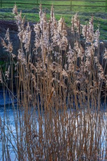 Common reed (Phragmites communis) at a creek in winter in Ystad municipality, Skåne county, Sweden,