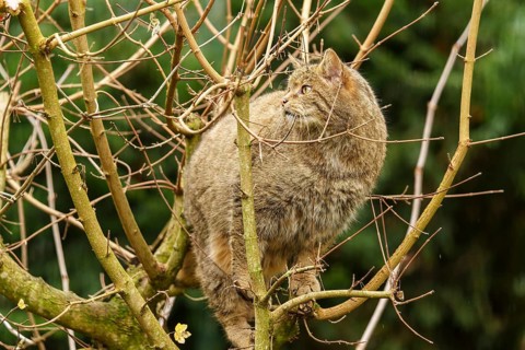 A brown cat climbing skilfully in a bare tree, wild cat (Felis silvestris), Germany