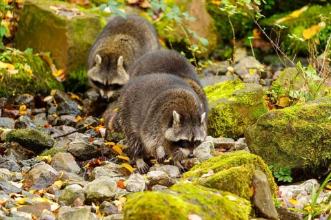 Three raccoons running over stony ground in autumn forest, raccoon (Procyon lotor), Germany