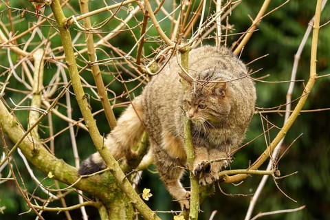 A cat moves carefully on the branches of a tree, wild cat (Felis silvestris), Germany