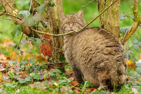 A brown cat sits between trees on leaves and looks attentively, wild cat (Felis silvestris),
