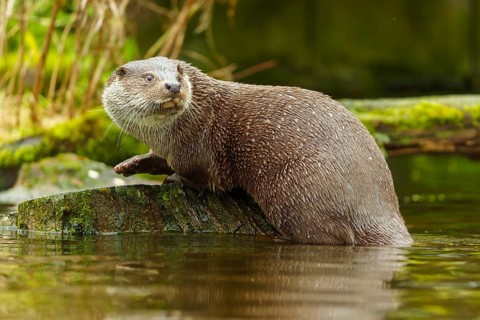 An otter climbs on a moss-covered stone in the water in its natural environment, European otter