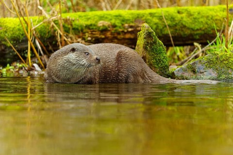 An otter swimming in a river, surrounded by moss-covered tree trunks in a natural environment,