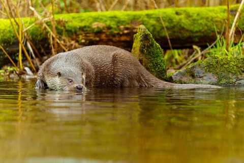 An otter lies quietly in the water, surrounded by moss-covered branches and stones, European otter