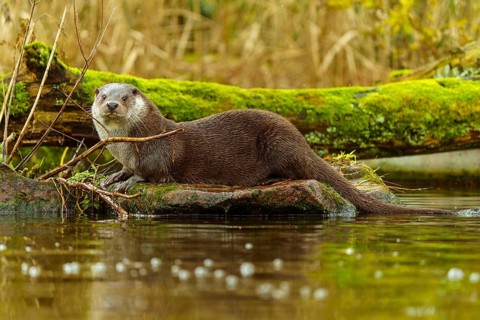 An alert looking otter is on a mossy tree stump in the water, European otter (Lutra lutra), Germany