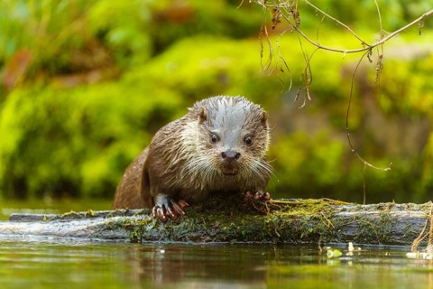 An otter in the water looks curiously over a tree trunk, surrounded by moss, European otter (Lutra