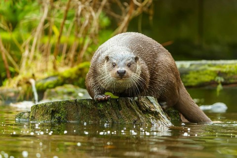 An otter on a tree stump in the water staring directly into the camera, surrounded by moss,
