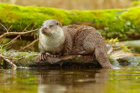 An otter sitting on a stone trunk surrounded by water and mossy surroundings, European otter (Lutra