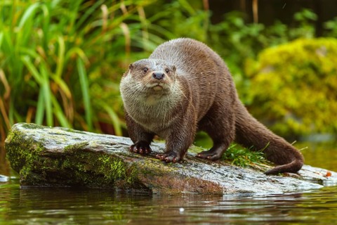 A wet otter stands attentively on a stone in the water, European otter (Lutra lutra), Germany