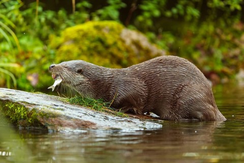 An otter bites into a fish on a stone by the water, European otter (Lutra lutra), Germany