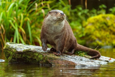 An otter looks around curiously while sitting on a stone, European otter (Lutra lutra), Germany