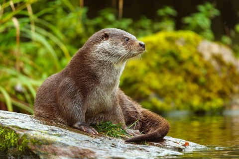 An otter sitting on a moss-covered stone in a natural habitat, European otter (Lutra lutra),