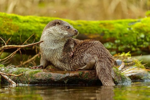 An otter lies on a moss-covered tree trunk in the water in a quiet environment, European otter