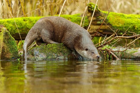 An otter in a moss-covered environment drinking water from the surface, European otter (Lutra