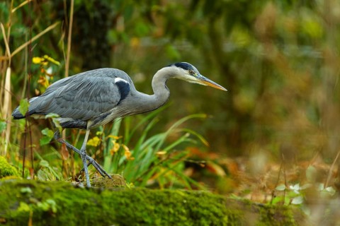 A grey heron walks through a lush forest area with moss-covered ground and plants, Grey heron,