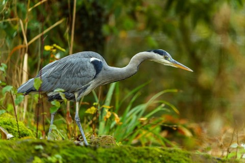 A grey heron moves through a green forest scene, surrounded by moss and plants, Grey heron, (Ardea