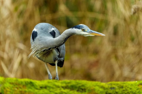 A grey heron stands on a moss-covered field, surrounded by a blurred background, Grey heron, (Ardea