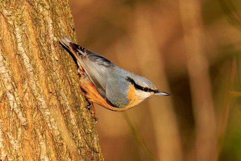 A colourful bird climbs vertically on a tree trunk, surrounded by warm colours, Nuthatch (Sitta