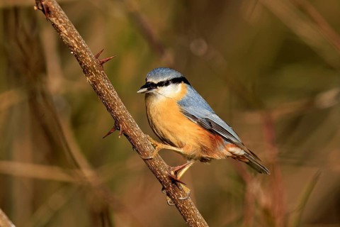 A small, colourful bird sits on a thorny branch with a blurred background, Nuthatch (Sitta