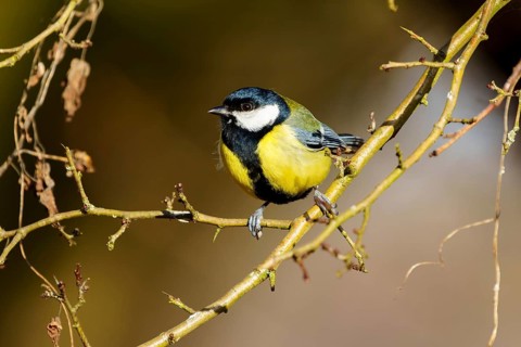 A small bird sitting on a thin branch surrounded by delicate autumnal twigs, Great Tit, (Parus
