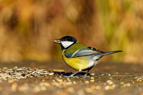 A bird stands on the ground and eats grains in front of a blurred, autumnal background, Great Tit,