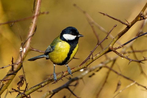 A small bird sits on a thorny branch against a blurred, brown background, Great Tit, (Parus major),