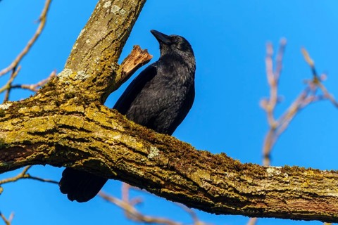 A crow sitting on a branch against a clear blue sky, Corvus corone wildlife, Germany