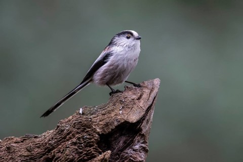 Long-tailed Tit (Aegithalos caudatus), Emsland, Lower Saxony, Germany