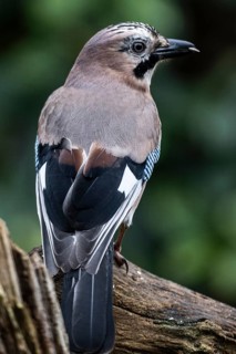 Eurasian jay (Garrulus glandarius), Emsland, Lower Saxony, Germany