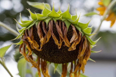 Single faded sunflower (Helianthus annuus) Bavaria, Germany