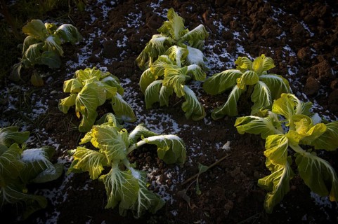 Cultivation of Chinese cabbage, winter vegetables, agriculture, snow, winter, Schmiden near