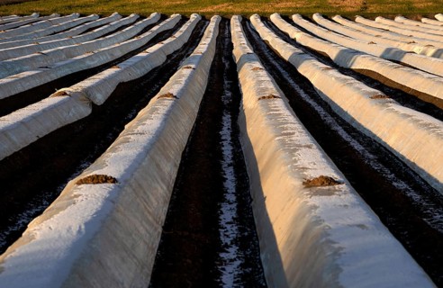 White film prevents purple and green asparagus heads, controls the start of harvest, asparagus,
